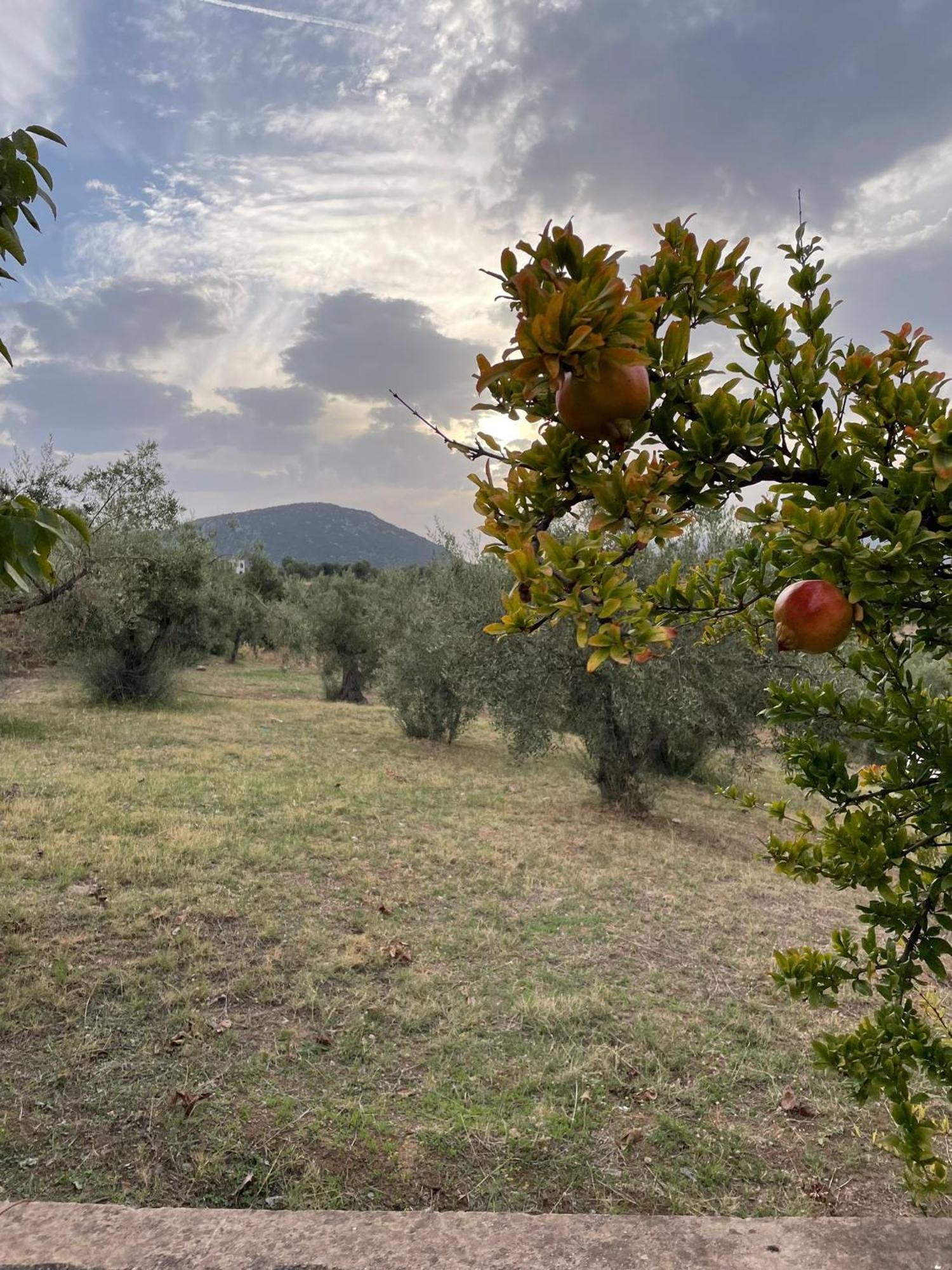 Panoramic View Summerhouse Loukissia ภายนอก รูปภาพ